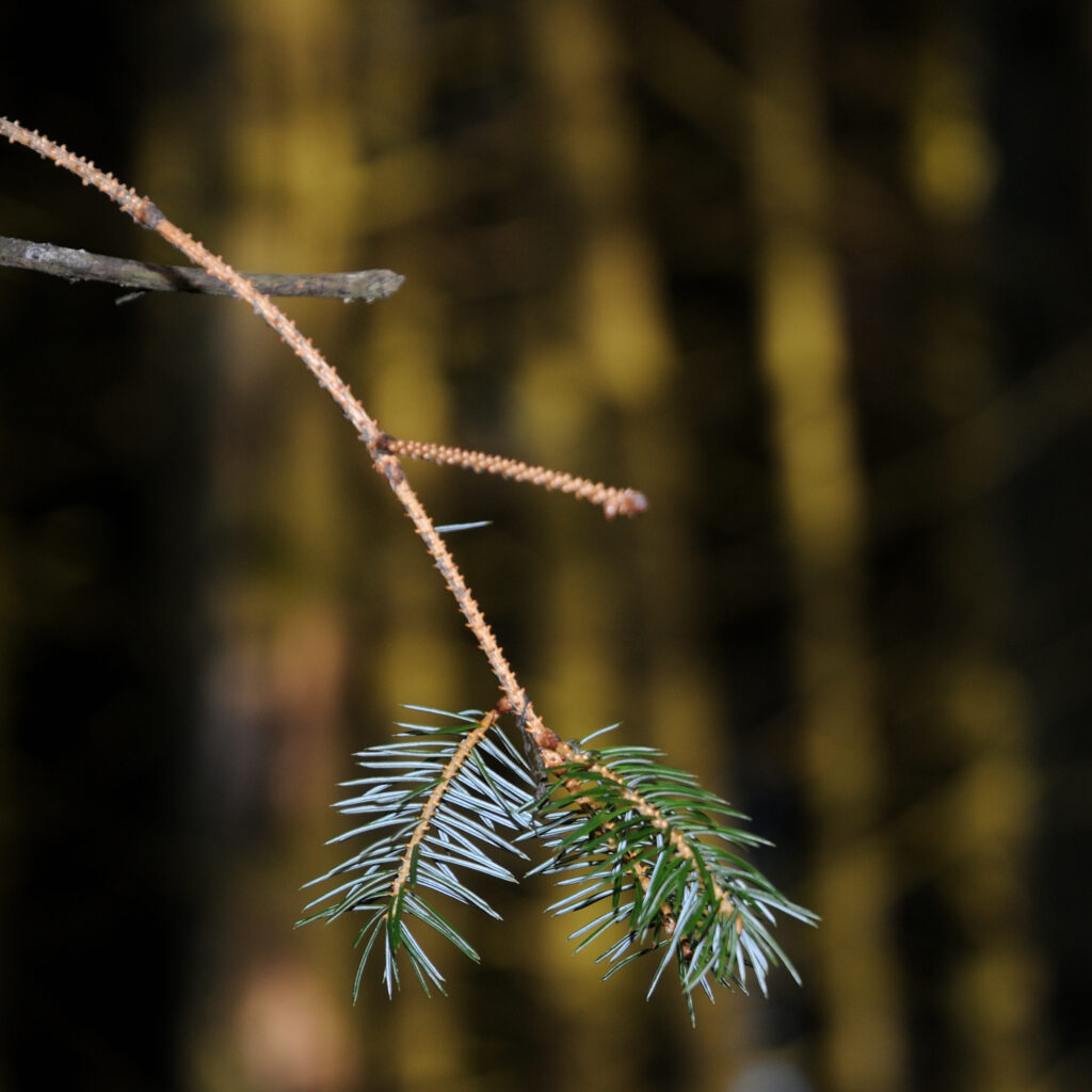 Close up view of a tree branch