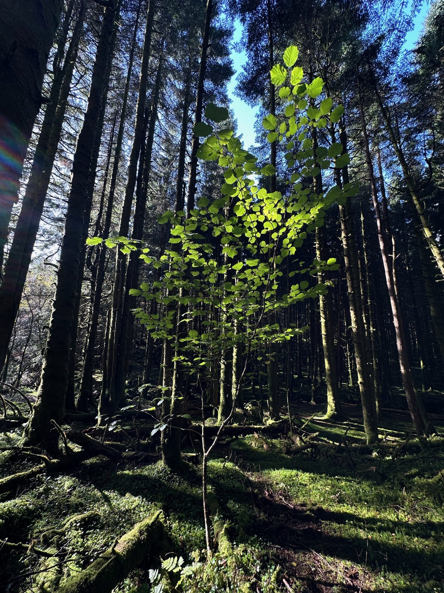 Tranquil forest scene